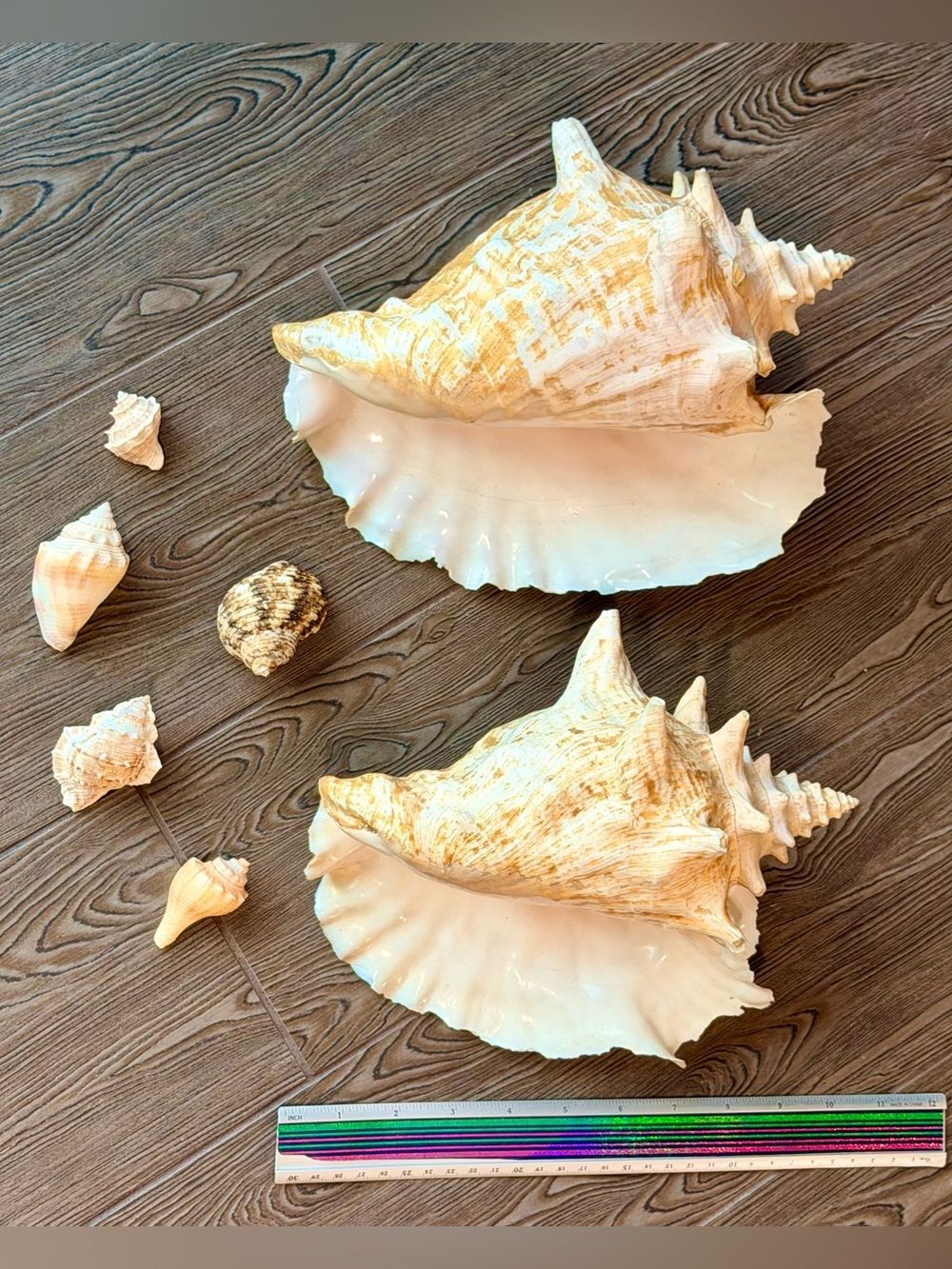 Vintage Large Queen Conch Shell Lot 11" & 10" Coastal Beach Decor Accent 7pc